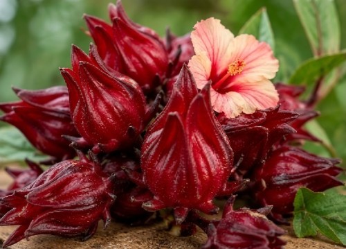 Hibiscus Flower